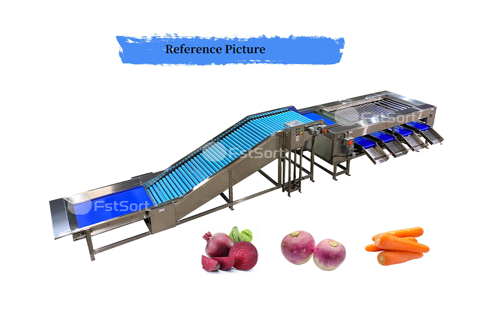 carrot washing sorting carrot washing sorting